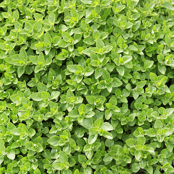 mejorana - herb garden healthy eating freshness marjoram fotografías e imágenes de stock