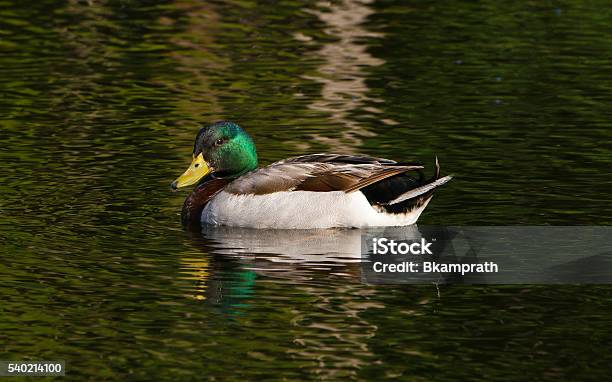 Male Mallard Duck On A Lake In Orlando Florida Stock Photo - Download Image  Now - Animal Body Part, Animal Eye, Animals In The Wild - iStock