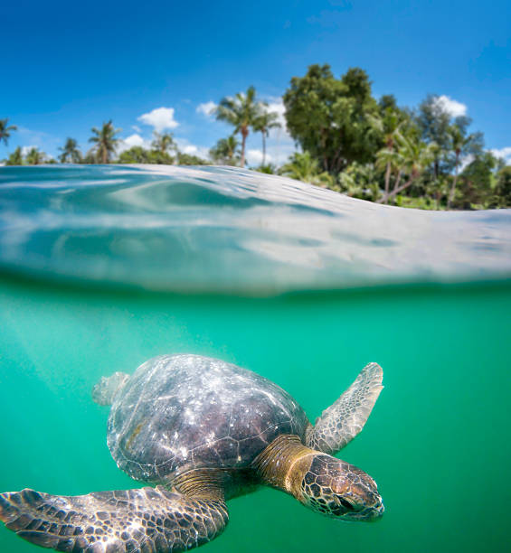 Sea Life Animals In The Wild Desert Island Animal Stock Photos, Pictures &  Royalty-Free Images - iStock
