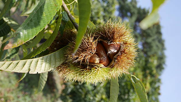 castanha - chestnut food nut fruit imagens e fotografias de stock