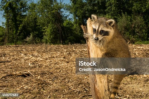 7,981 Deforestation Animals Stock Photos, Pictures & Royalty-Free Images -  iStock | Deforestation amazon