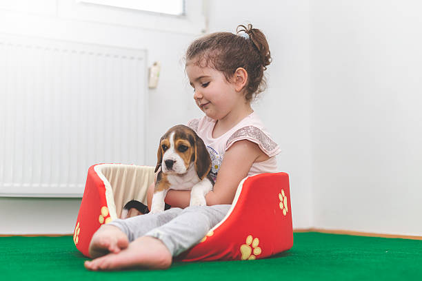 dziewczyna by przytulać swoją pociechę jej łóżko dla psa beagle określane są po zasięgnięciu w zwierzę domowe - child house dog bed zdjęcia i obrazy z banku zdjęć