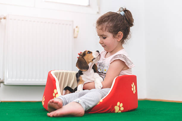 istock girl cuddle her pet beagle in dog bed 540217822
