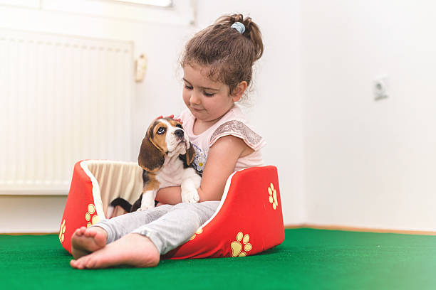 코알라를 여자아이 아주머니 페트 비글종 개 침대 1개 - child house dog bed 뉴스 사진 이미지