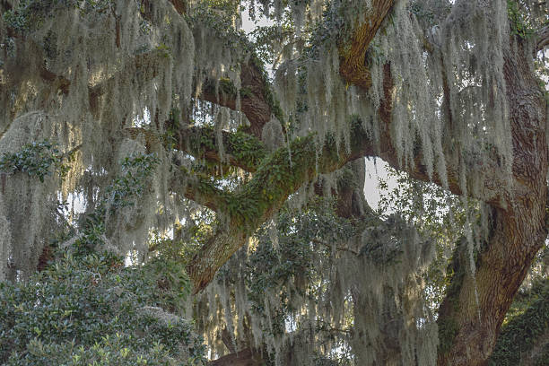 istock Spanish Moss and Fern Covered Live Oak Tree Branches 540218192