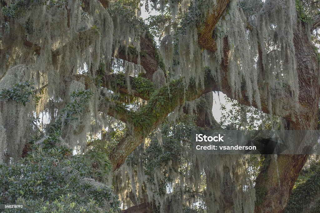 Spanish Moss and Fern Covered Live Oak Tree Branches Quercus virginiana -- Southern Live Oak Large Limbs with spanish moss and Resurrection Fern Spanish Moss Stock Photo