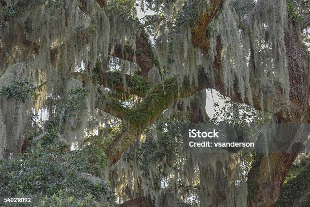 Spanish Moss And Fern Covered Live Oak Tree Branches Stock Photo - Download Image Now