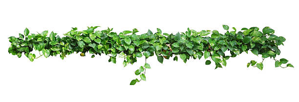 istock Heart shaped leaves vine, devil's ivy, golden pothos, isolated o 540218334