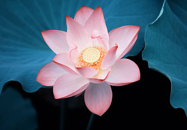 istock blooming lotus flower 540218720