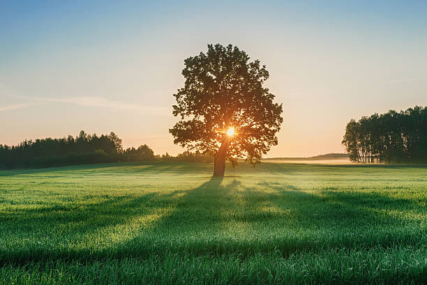 istock Landscape with alone oak in wheat field during sunrise 540220074