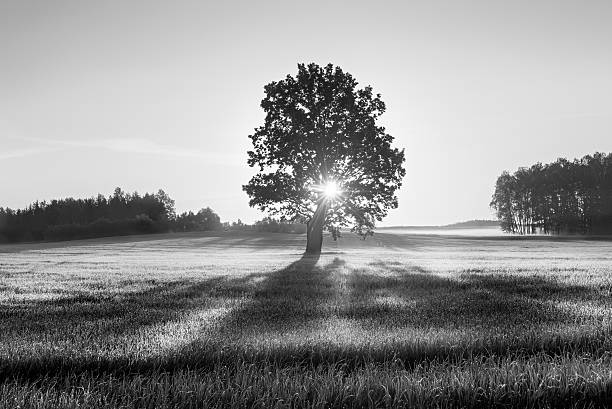 paysage en noir et blanc avec chêne contre le lever du soleil - white black tree fog photos et images de collection