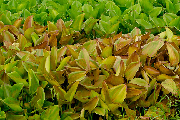 istock water hyacinth background :a free-floating tropical American wat 540221602