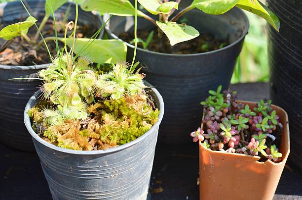 istock Green plant garden 540222274