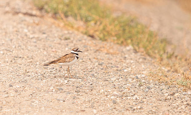 istock Killdeer shorebird Charadrius vociferous 540222370