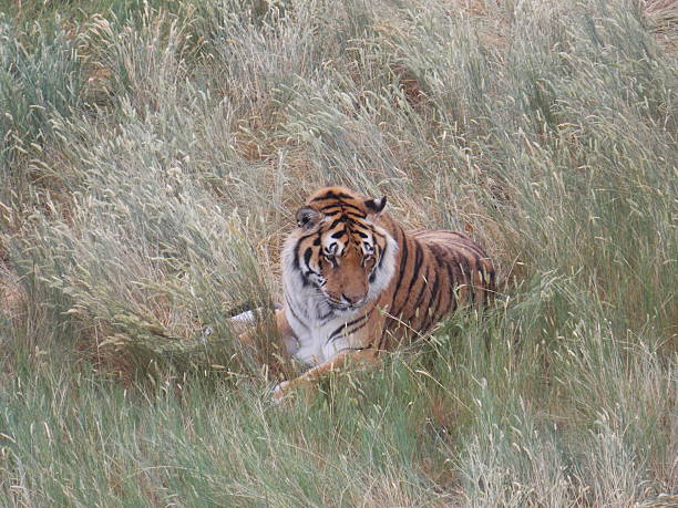 istock Beautiful Tiger Lying in the Grass 540222412