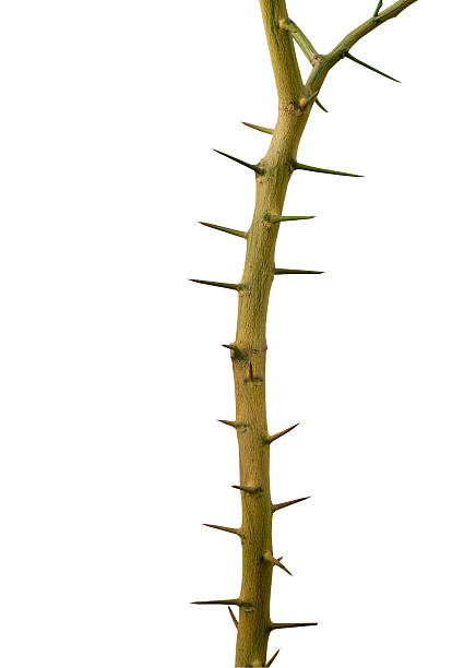 istock thorn tree,a stiff, sharp-pointed, straight or curved woody proj 540222446