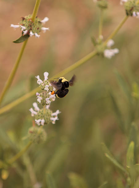 istock Western Bumble bee Bombus occidentalis 540223958