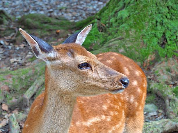 istock Close up of deer in nature. 540225402