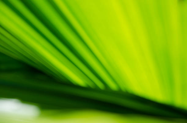 istock Abstract Blurry Background of Palm Leaf. 540225954