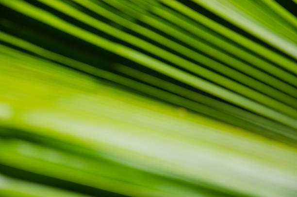 istock Abstract Blurry Background of Green Palm Leaf. 540225978