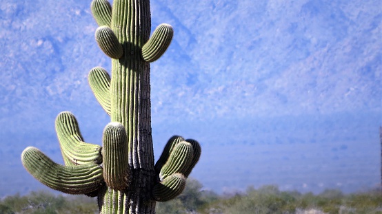 The Beautiful Landscape of the Arizona Desert