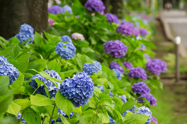 istock Hydrangea of street corner 540229040