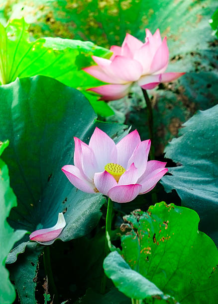istock Beautiful lotus flower 540229490