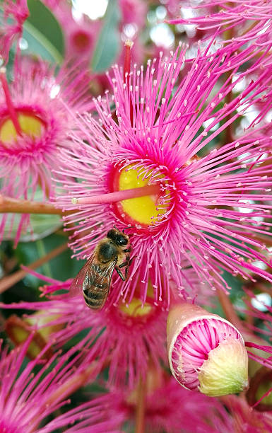 istock Bee on pink gum tree (Corymbia) flowers 540230454
