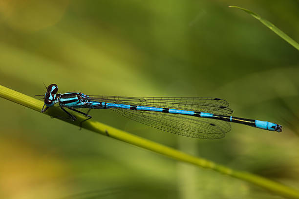 istock Coenagrion puella 540230794