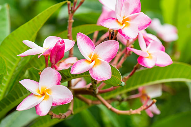 istock pink plumeria flower 540233086