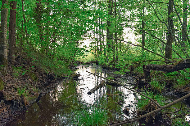 istock Deep green swamp in the forest 540233590
