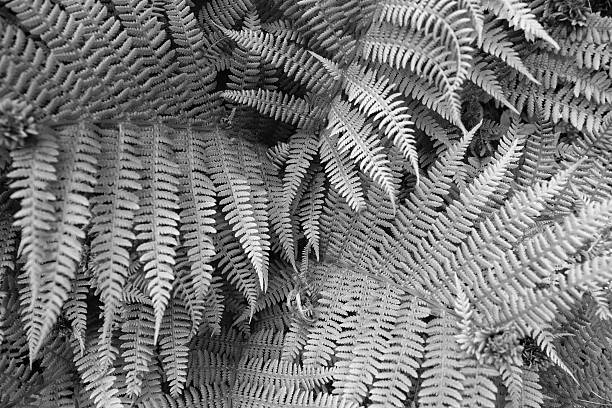 istock Big fern plant in the forest 540234126