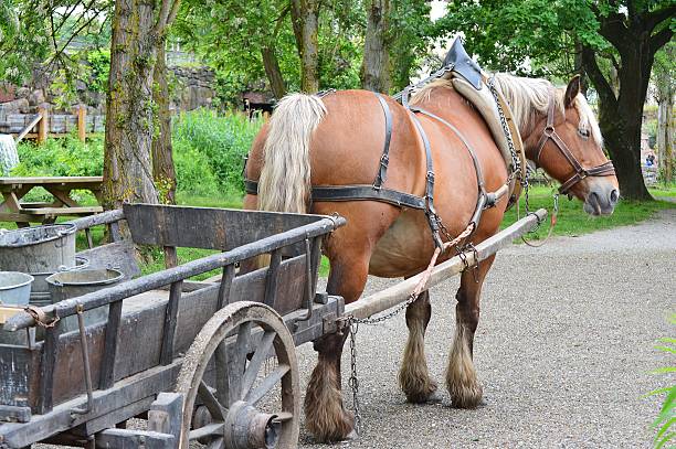 horse stock photo