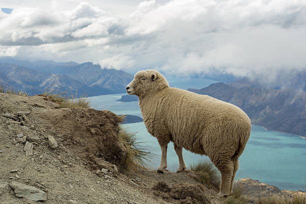 istock Fluffy sheep stands on a mountain ridge above lake 540236860