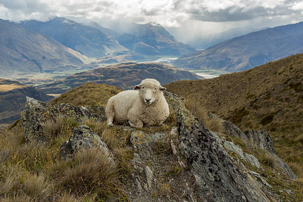 istock Old sheep lies on mountain ridge 540237768