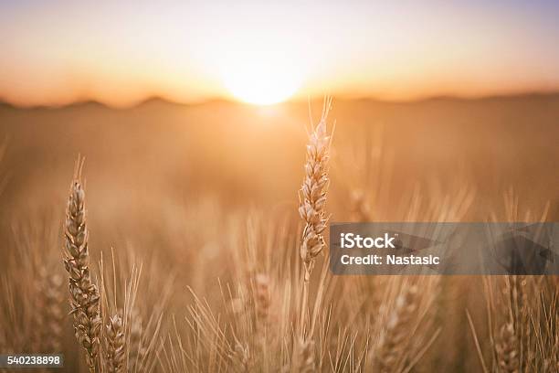 Wheat Field Stock Photo - Download Image Now - Wheat, Backgrounds, Agricultural Field