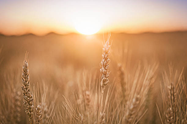 campo de trigo - golden wheat imagens e fotografias de stock