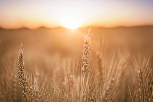 пшеничное поле - country bread стоковые фото и изображения