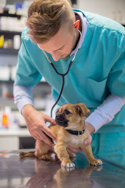 istock Veterinarian examining cute puppy 540239832
