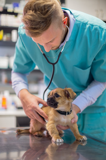 Veterinarian examining cute puppy in vet's surgery