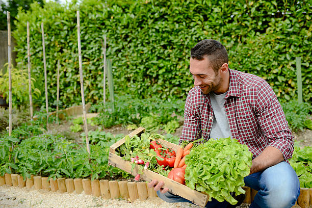 istock handsome young gardener growing organic bio vegetables 540241460