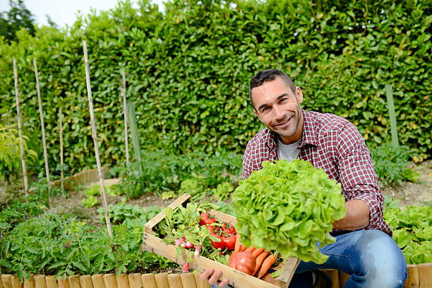 istock handsome young gardener growing organic bio vegetables 540241800