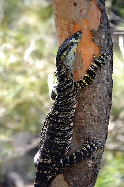 Australian Goanna (Lace Monitor) climbing a tree Australian Goanna (Lace Monitor lizard Varanus varius) climbing a tree in the Australian bush monitor lizard stock pictures, royalty-free photos & images
