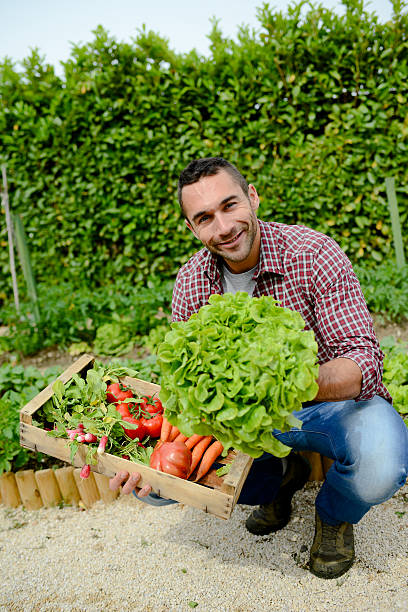 istock handsome young gardener growing organic bio vegetables 540242204
