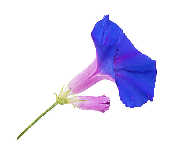 My Image 21