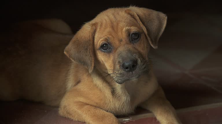 Little puppy lying on the ground, taking a glance to camera