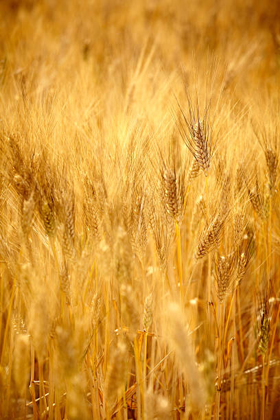 istock Agriculture golen background in Tuscany 540362476