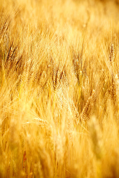 istock Agriculture golen background in Tuscany 540362572