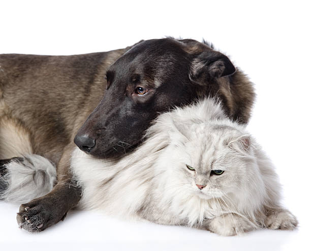 race mixte chien et chat persan ensemble. - dog mixed breed dog group of animals small photos et images de collection