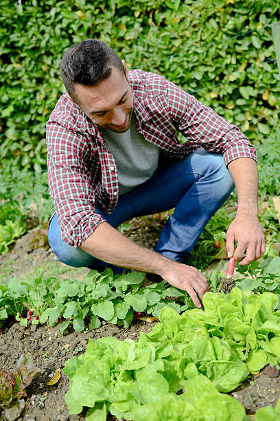 istock handsome young gardener growing organic bio vegetables 540363612
